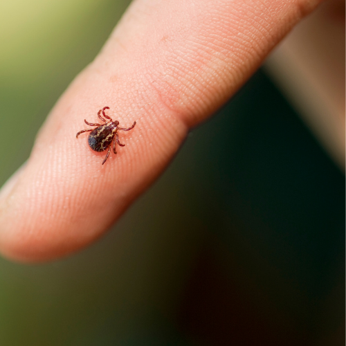 Gewone teek (Ixodes ricinus) in close-up als illustratie bij BvD-kennisbankartikel