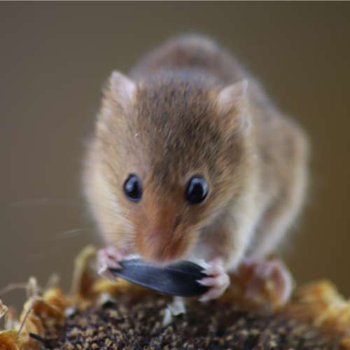 Veldmuis (Microtus arvalis) in close-up als illustratie bij BvD-kennisbankartikel