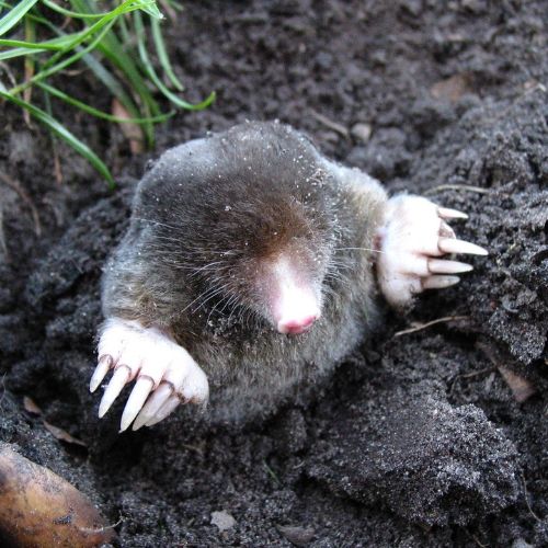 Mol (Talpa europaea) in close-up als illustratie bij BvD-kennisbankartikel