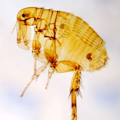Mensenvlo (Pulex irritans) in close-up als illustratie bij BvD-kennisbankartikel