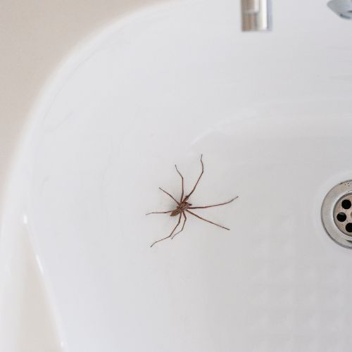 Spin in close-up als illustratie bij BvD-kennisbankartikel