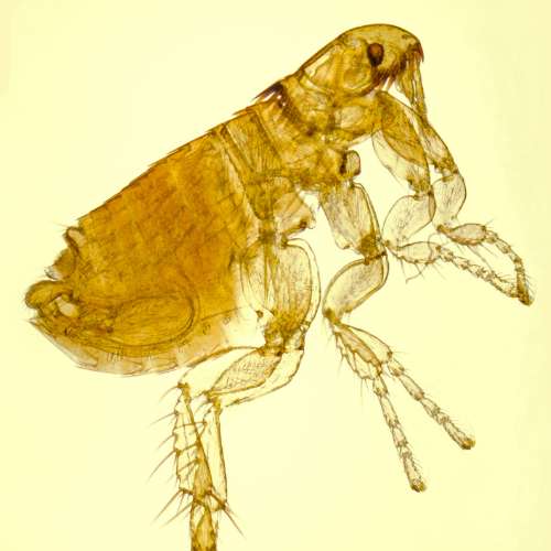 Kattenvlo (Ctenocephalides felis) in close-up als illustratie bij BvD-kennisbankartikel