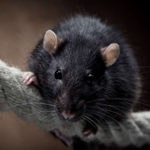 Zwarte rat (Rattus rattus) in close-up als illustratie bij BvD-kennisbankartikel