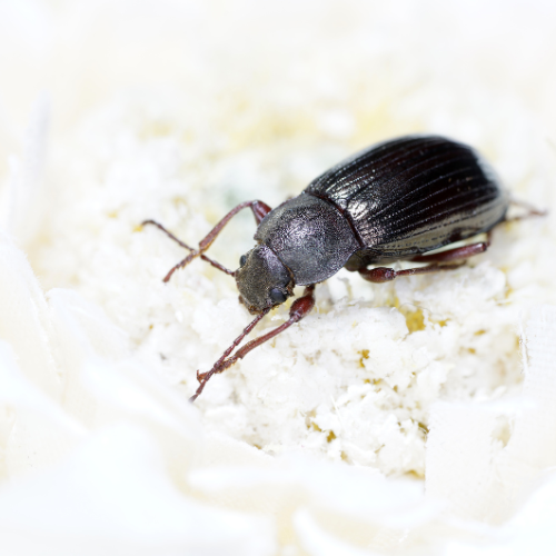 Meeltor (Tenebrio molitor) in close-up als illustratie bij BvD-kennisbankartikel