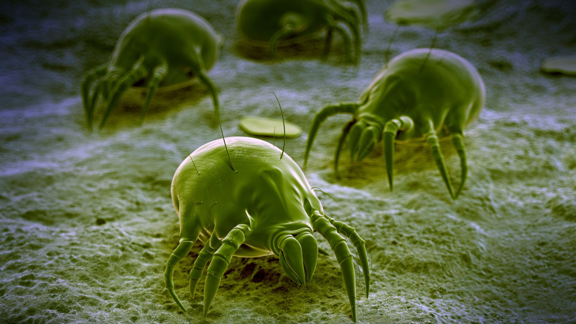 Huisstofmijt (Dermatophagoides pteronyssinus) in close-up als illustratie bij BvD-kennisbankartikel