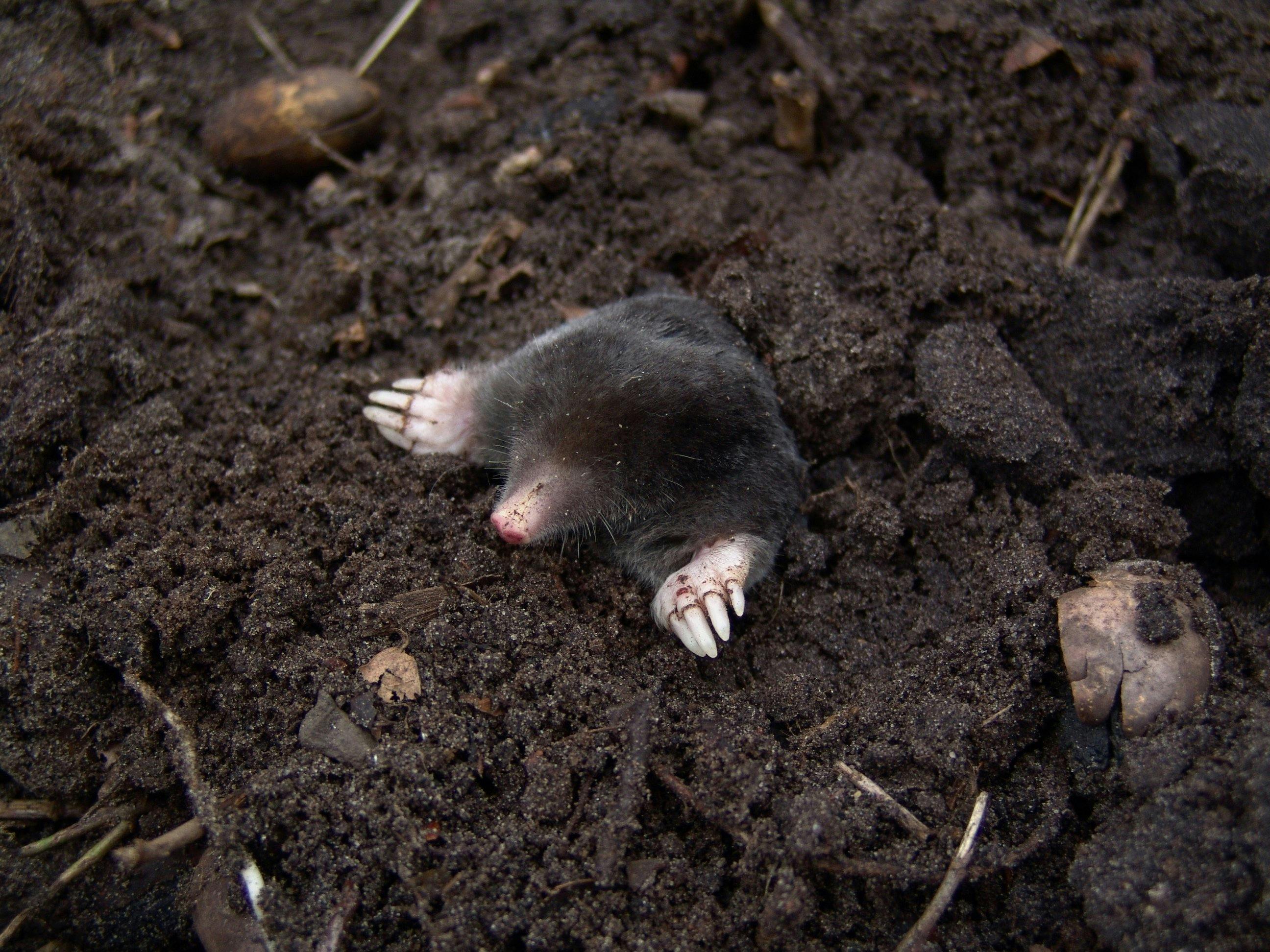Mollenklem in een tuin als hulpmiddel voor mollenbestrijding