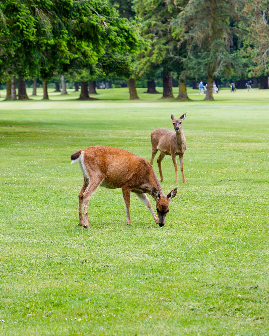 Photography Services - Uplands Golf Club - Victoria, British Columbia