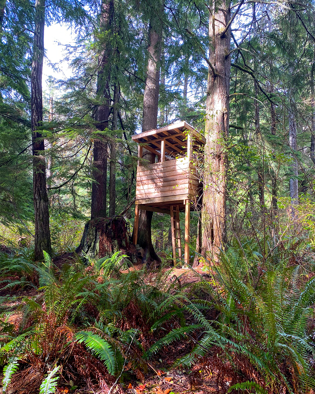 Sugar Bear Cove - Shirley, British Columbia - Very Good Media