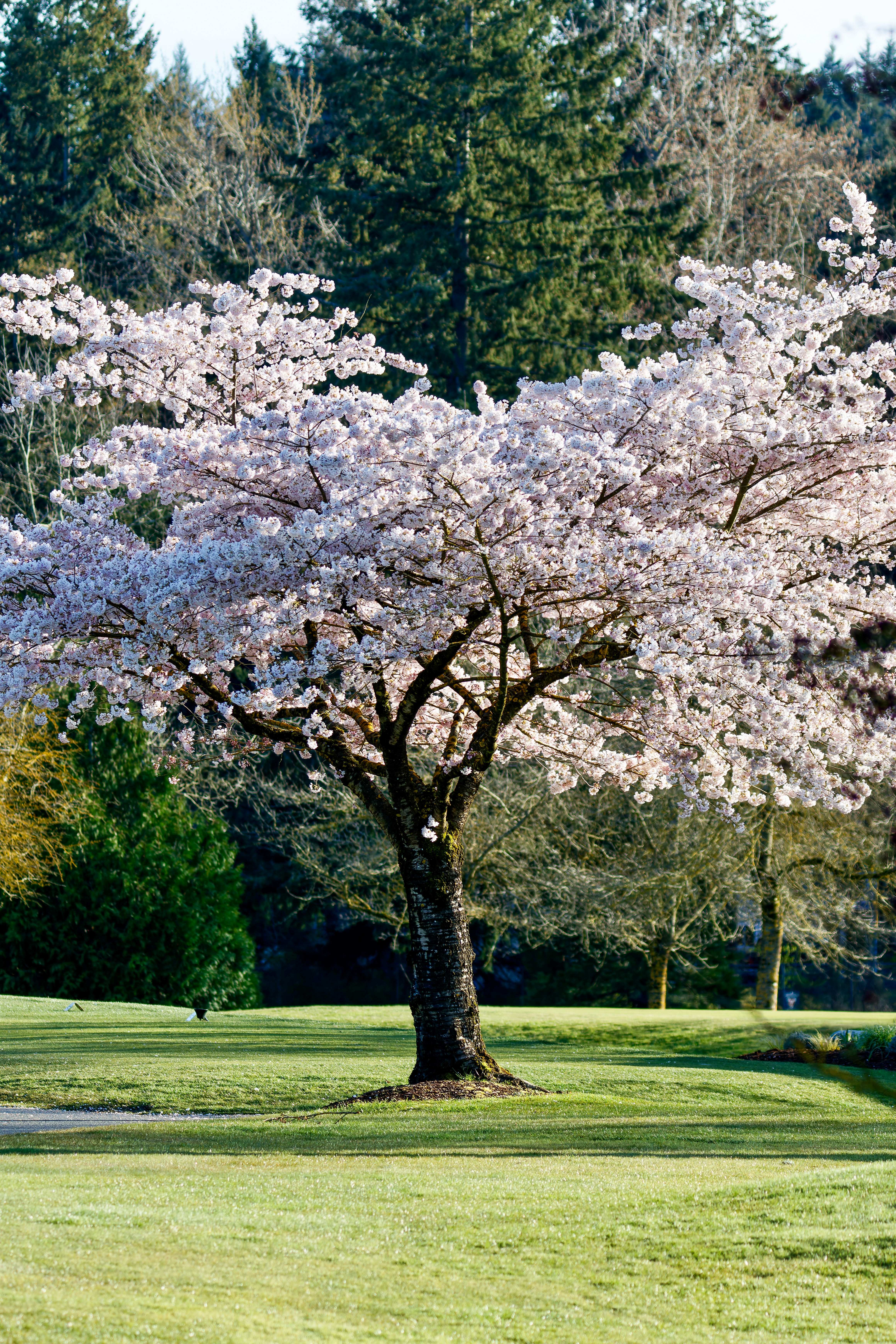 VI Club Pro Tour - 2026 GPP Island Pro Tour - Very Good Media - Csweet Media - Cordova Bay Golf - Victoria, British Columbia 