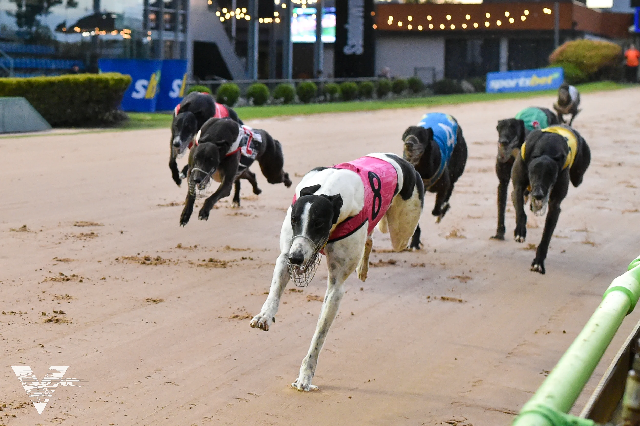 He’s the Fastest Dog We’ve Had in 20 Years