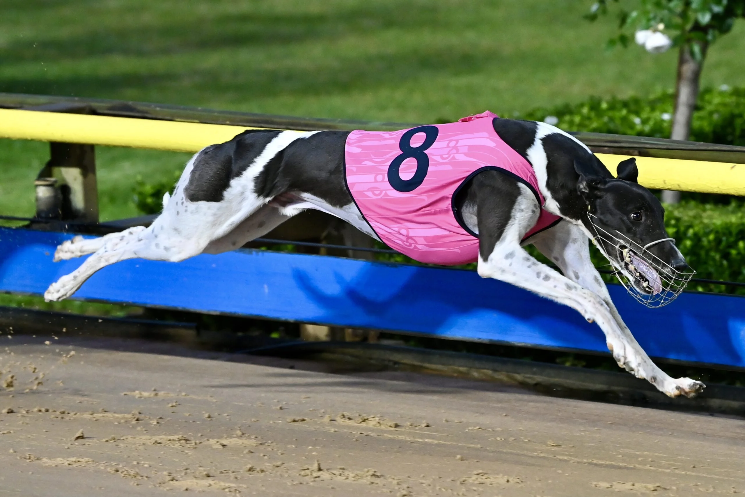 Invitational Box Draws Locked In for Dream Chasers Opening Night