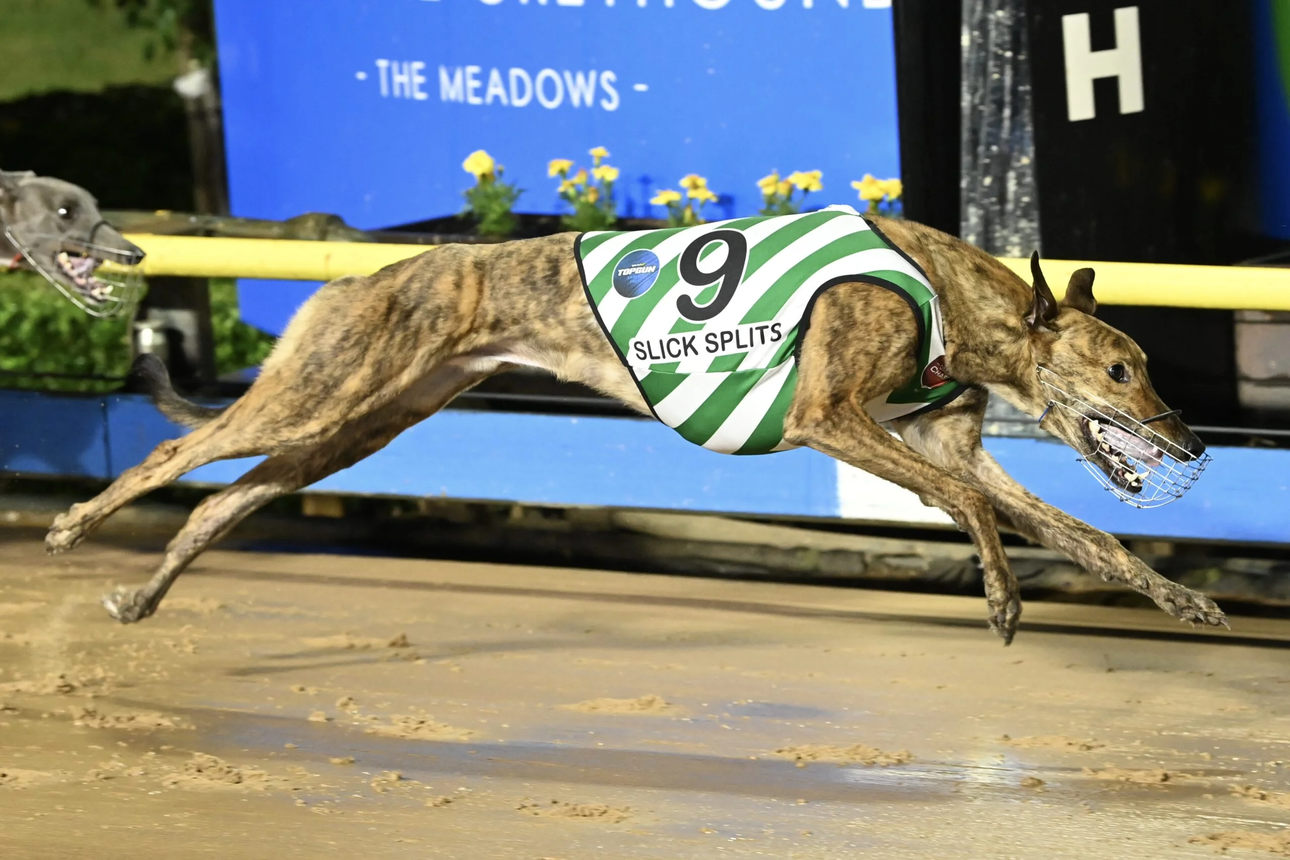 Slick Splits storms to Group 1 Sportsbet Topgun glory