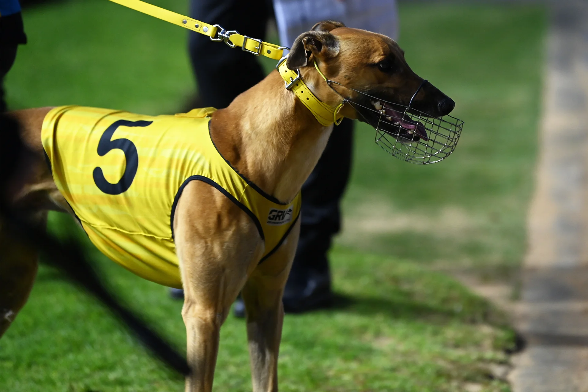 Intrepidus faces Cup heat acid test with support