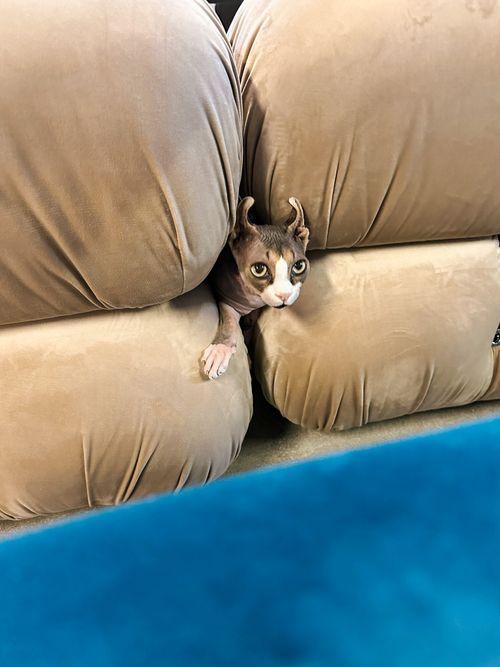 Sphynx cat poking through a hole in the sofa.