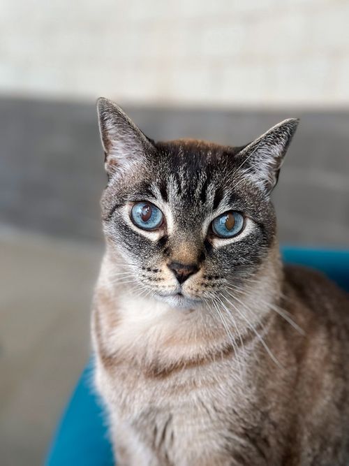 Close up portrait of a handsome senior cat.