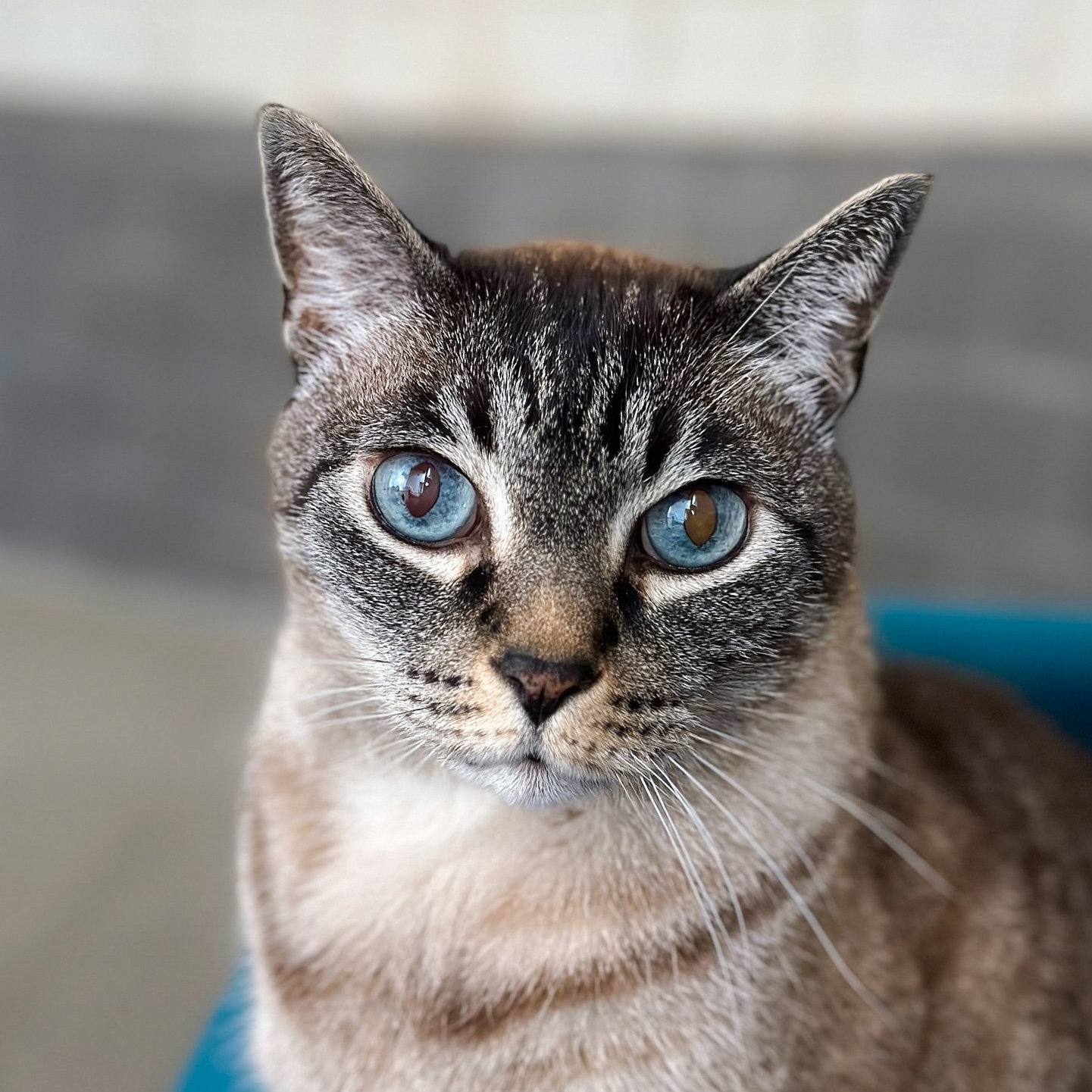 Close-up of a cat with light brown fur and striking blue eyes looking directly at the camera.