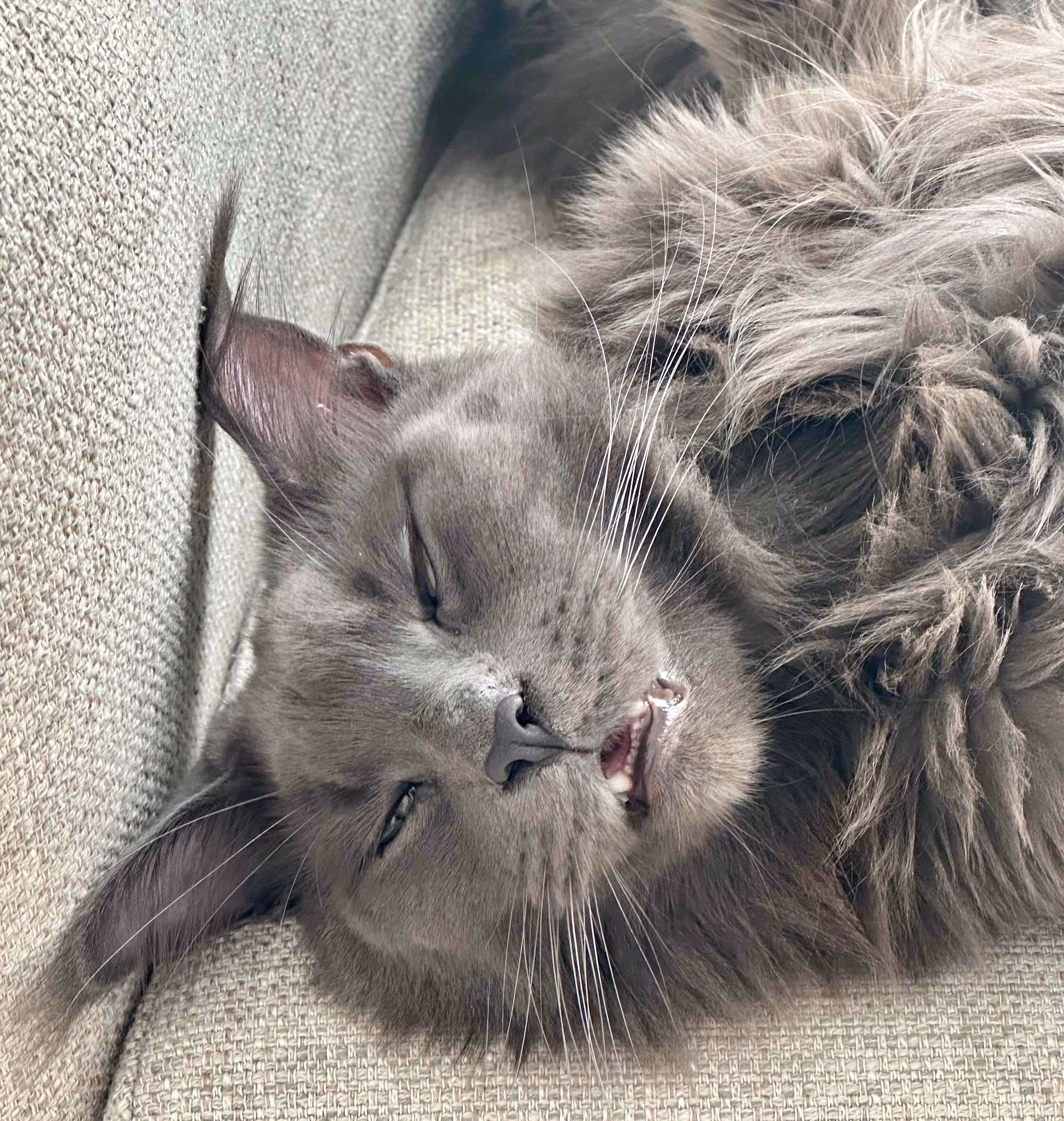 Close-up of a gray and beige cat with striking blue eyes looking directly at the camera.