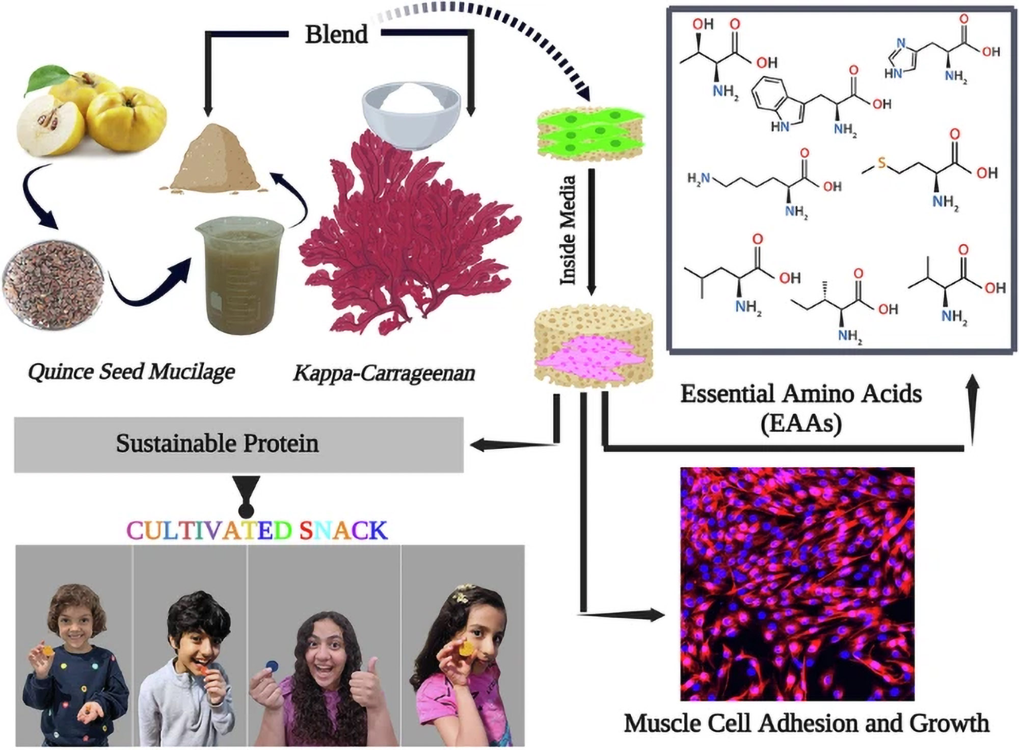 Study finds edible Carr–QSM scaffold can power sub-US$1 cultivated protein snacks