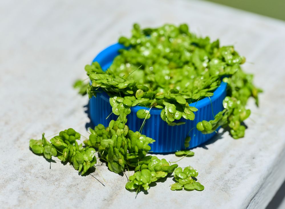 Plantible secures FDA ‘no questions’ letter for Rubi Protein, marking first RuBisCO approval