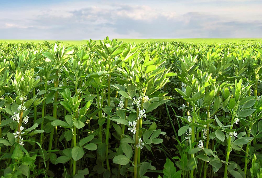 Phytokana secures backing for C$32.5 million fava bean ingredients project with Maia Farms