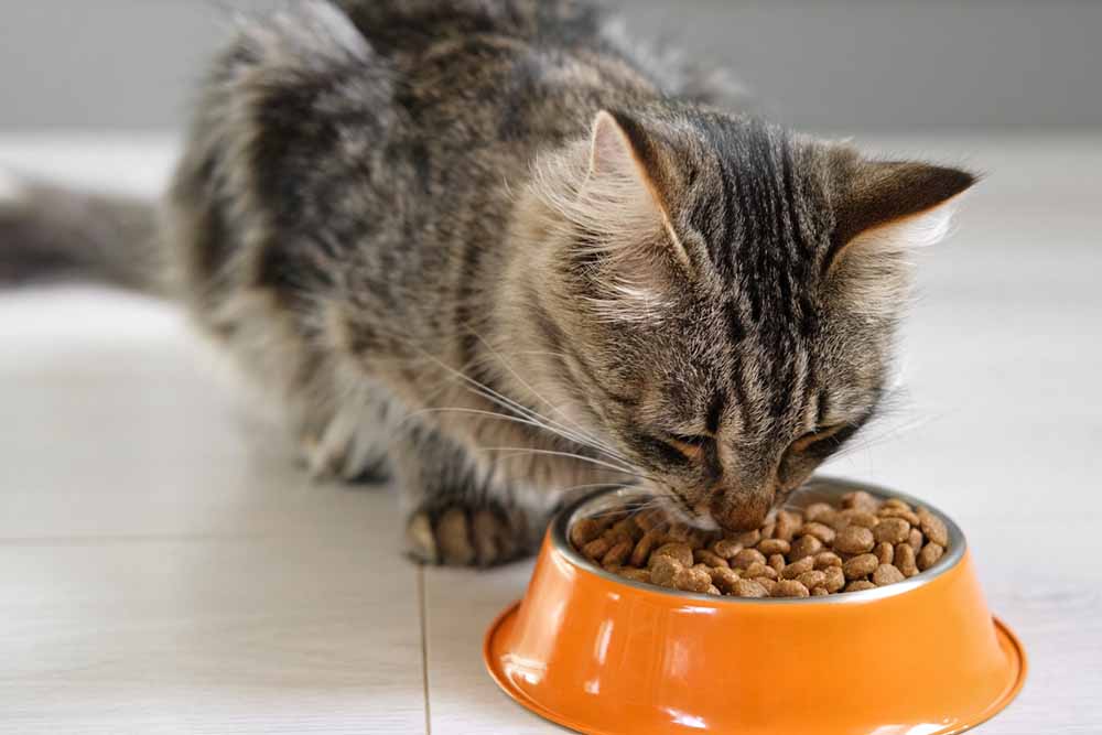 Andrew Knight review finds vegan pet food digests as well as meat-based diets