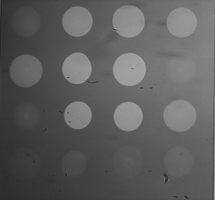 A person holding a Lateral Flow Assay in his hand