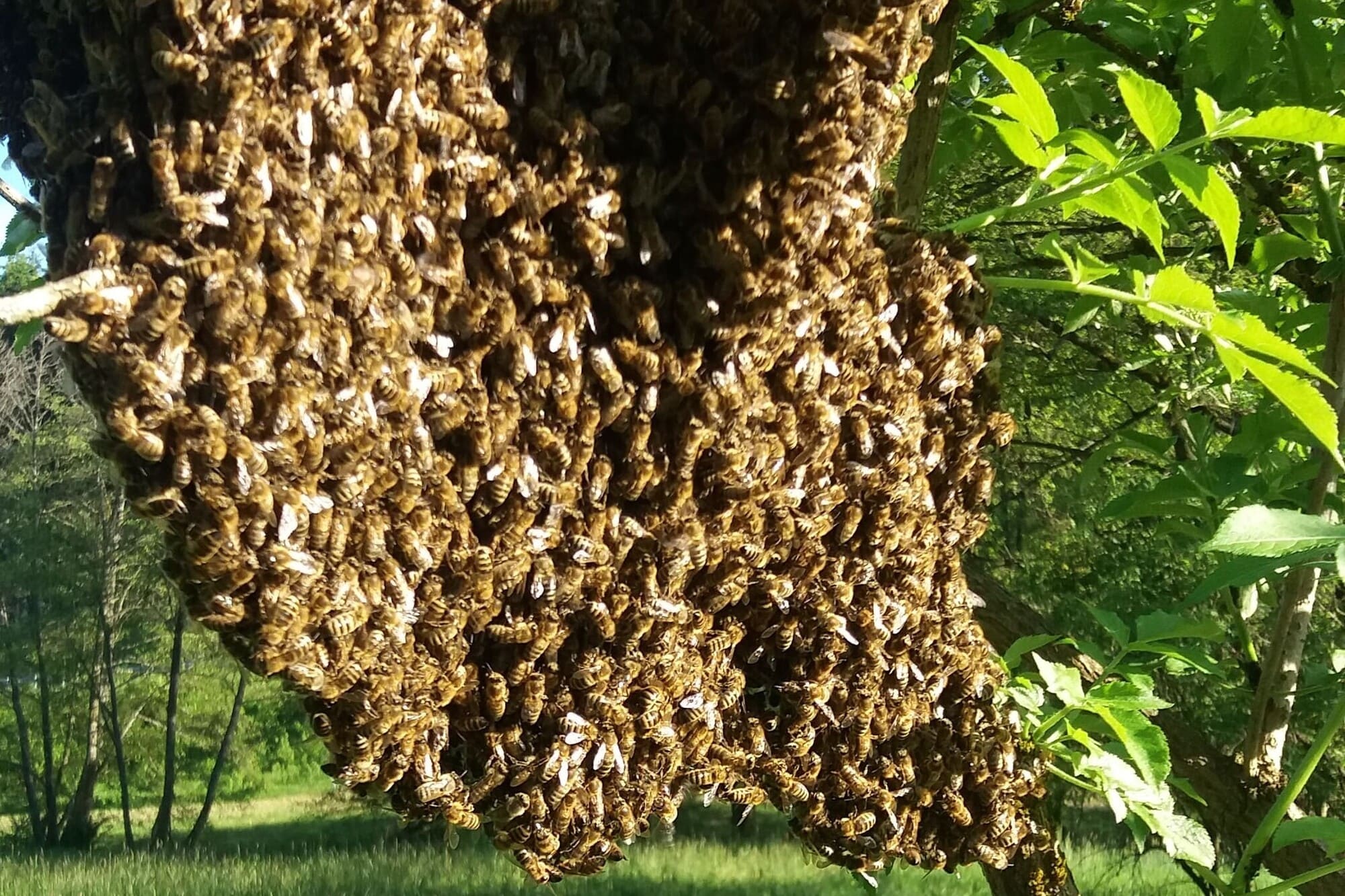 Bienenführung - Ein Besuch bei der Imkerin