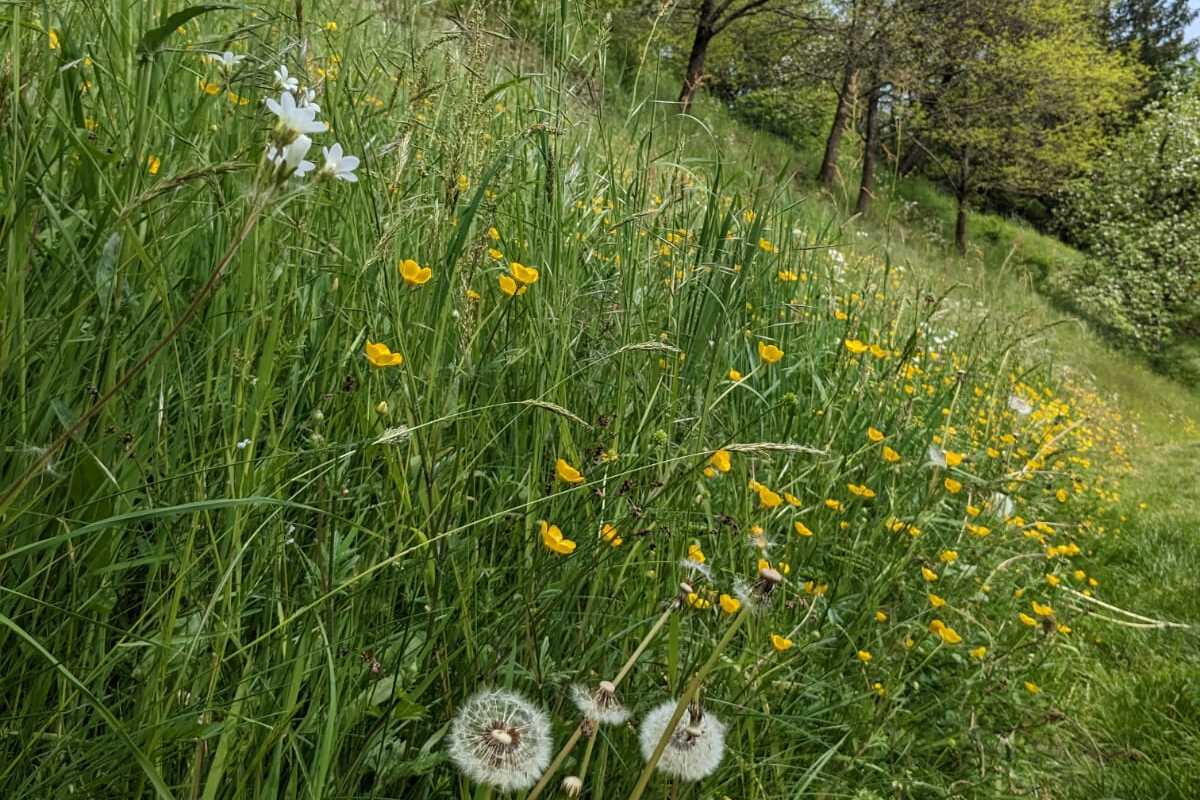 Landeplatz Wiese - Mehr als nur Gras