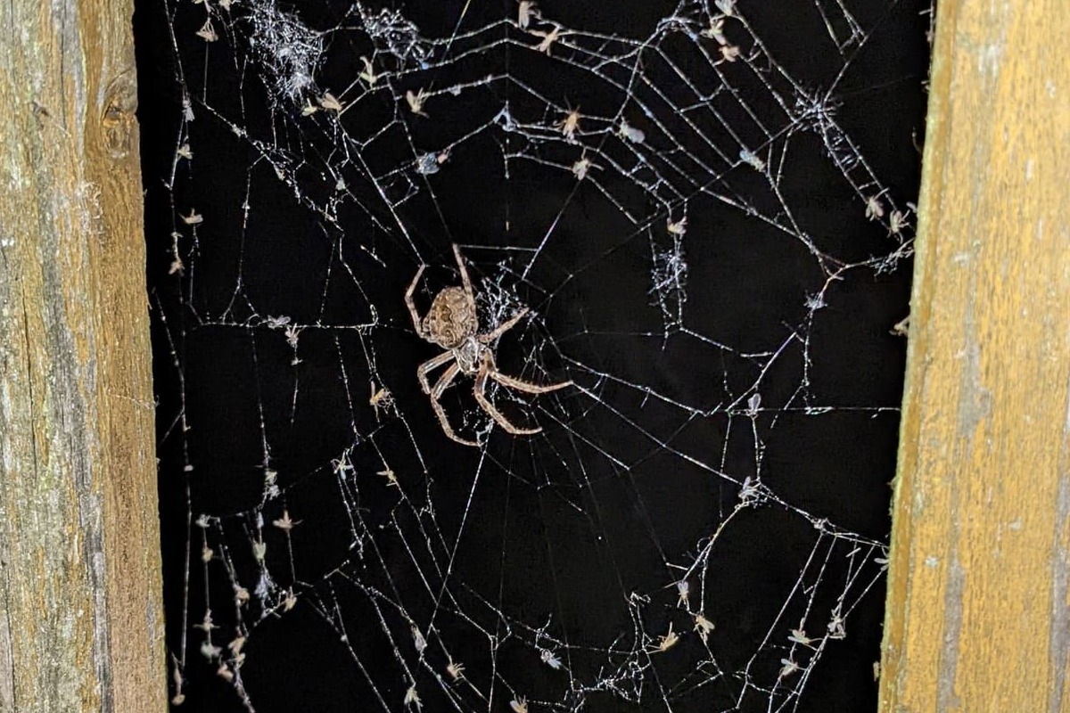 Von Spinnen und Netzen