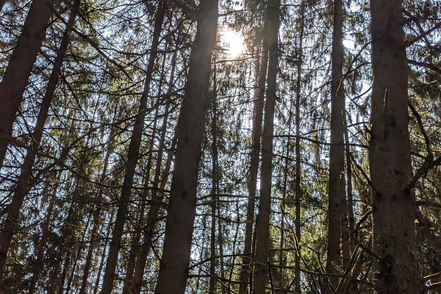 Wald erleben