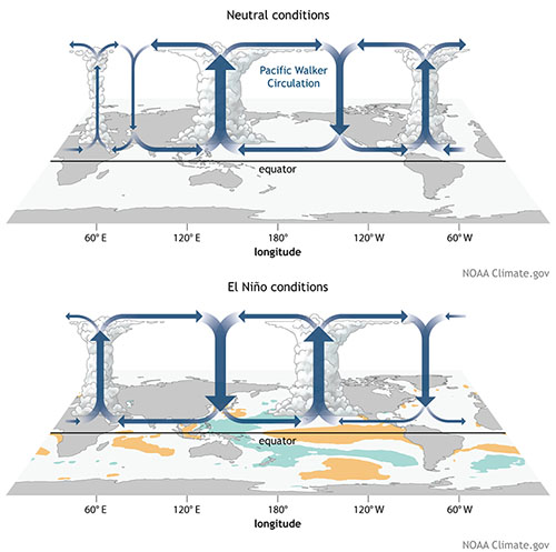 Normal and El Nino conditions