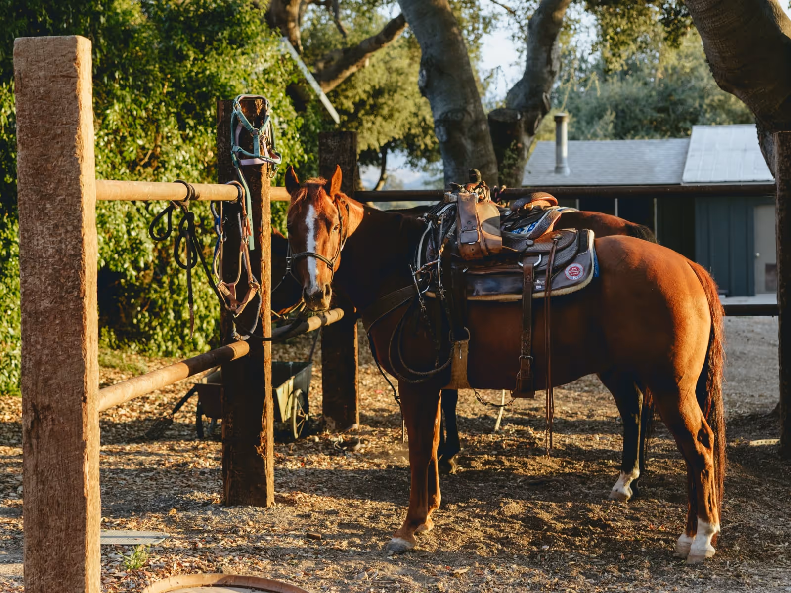 A brown horse with a white blaze on its face stands saddled and tied to a wooden fence post in a shaded ranch area, surrounded by trees and rustic buildings.
