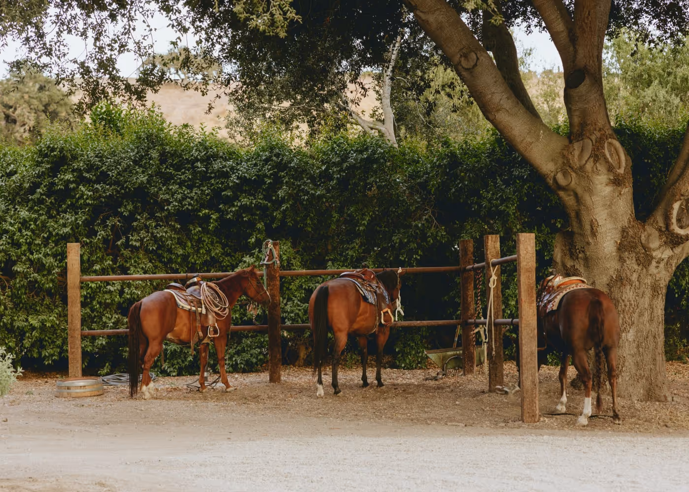 Three saddled horses are tied to a wooden hitching post under the shade of a large tree, with dense greenery and a dirt path in the background, evoking a calm ranch setting.