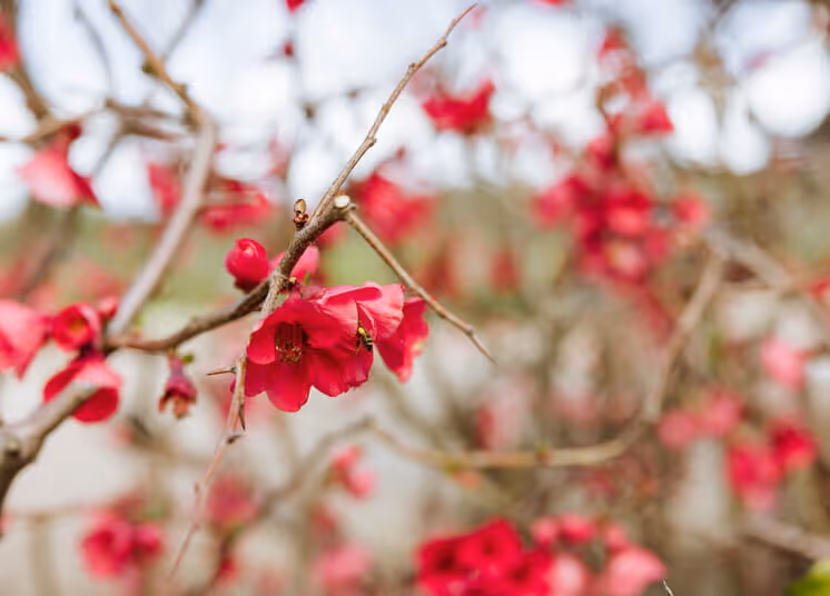 Red flowering quince blossoms on bare branches in early spring