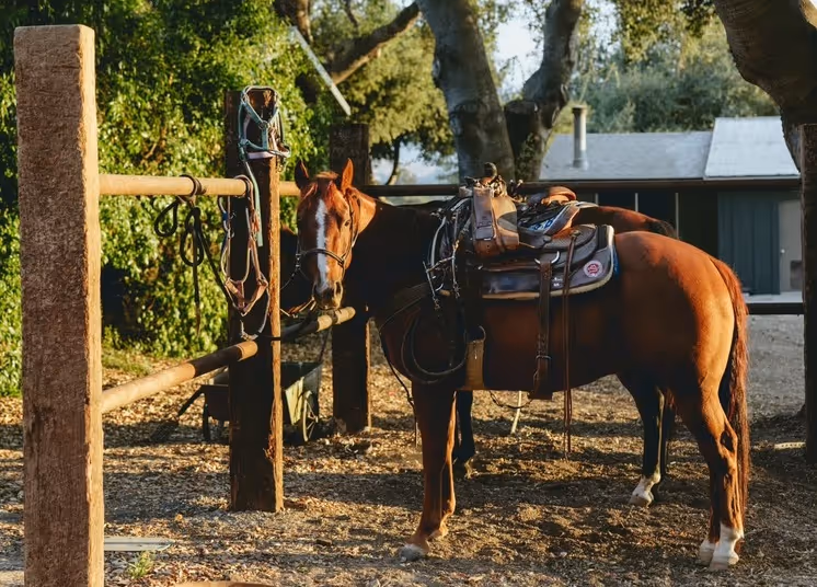 Saddled bay horse tied to wooden hitching post at rustic ranch with trees and barn in background
