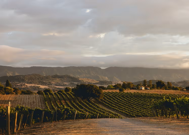 Rolling vineyard rows stretching toward misty mountains at sunset in a California wine country landscape
