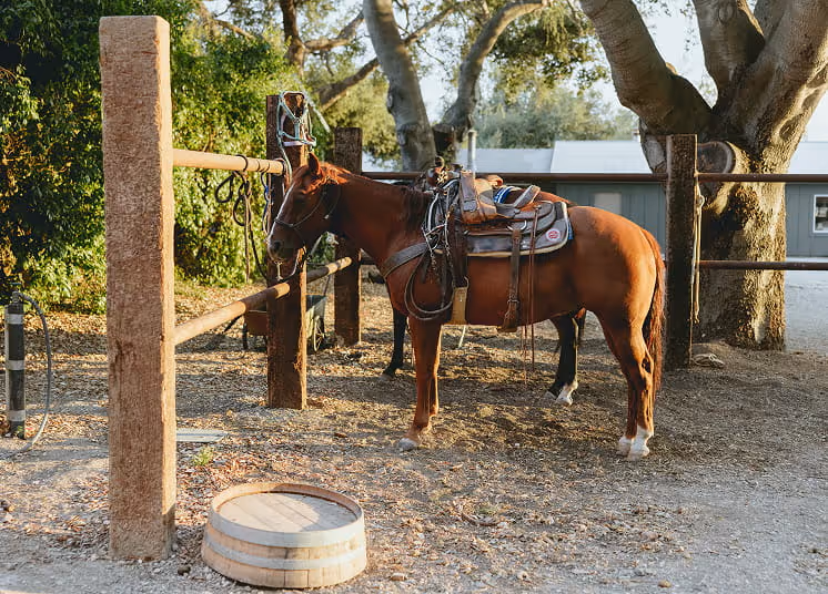 Saddled bay horse tied to a wooden hitching post near a half wine barrel in a ranch corral setting