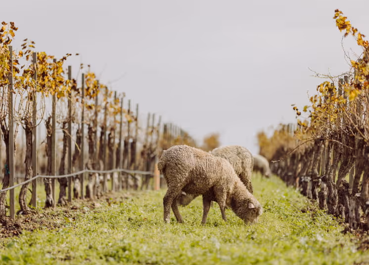 Sheep grazing on green grass between rows of autumn grapevines in a vineyard during the fall harvest season