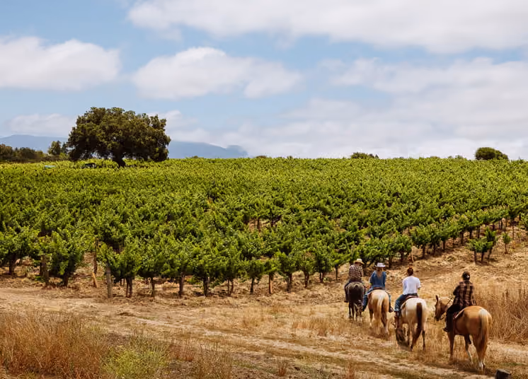 Four horseback riders travel along a path beside lush green vineyard rows under a partly cloudy sky with mountains.