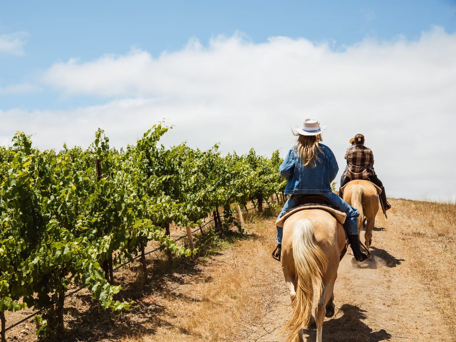 Two riders on horseback traveling along a dirt path beside a green vineyard, wearing cowboy hats on a sunny day.
