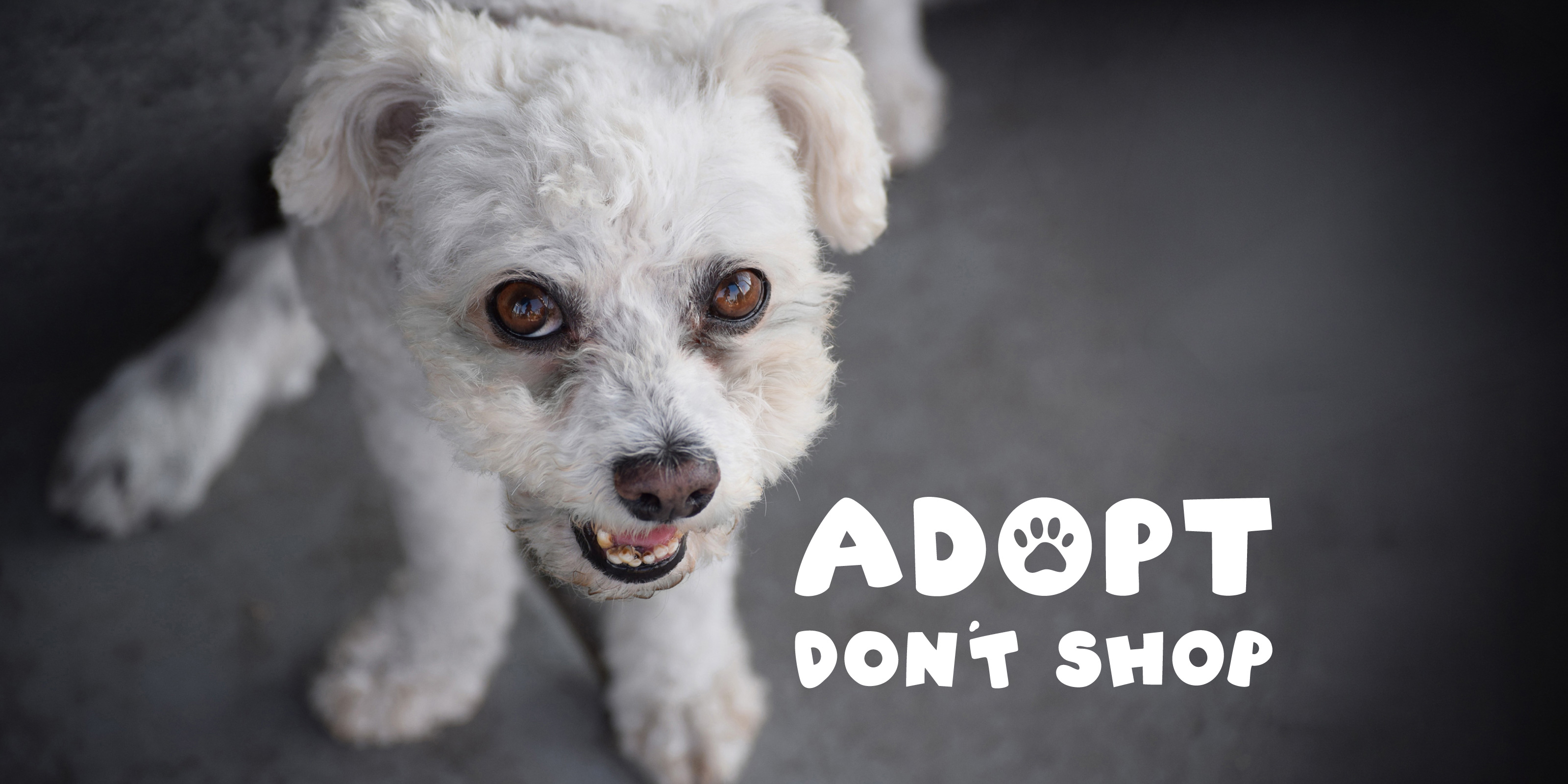 Sparky, a rescued white toy poodle and chihuahua mix, beside the Adopt Don’t Shop campaign logo.