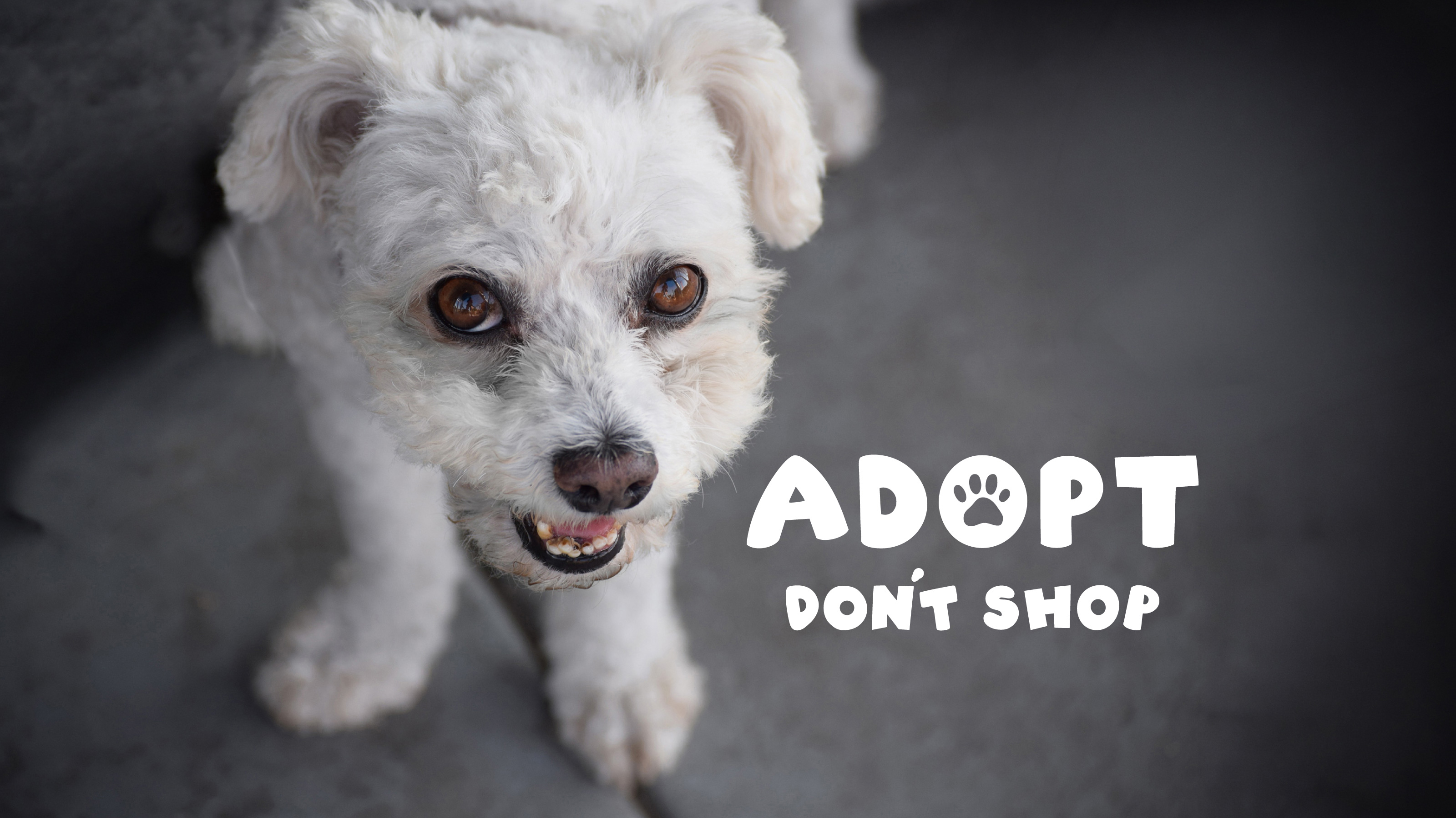 Sparky, a rescued white toy poodle and chihuahua mix, beside the Adopt Don’t Shop campaign logo.