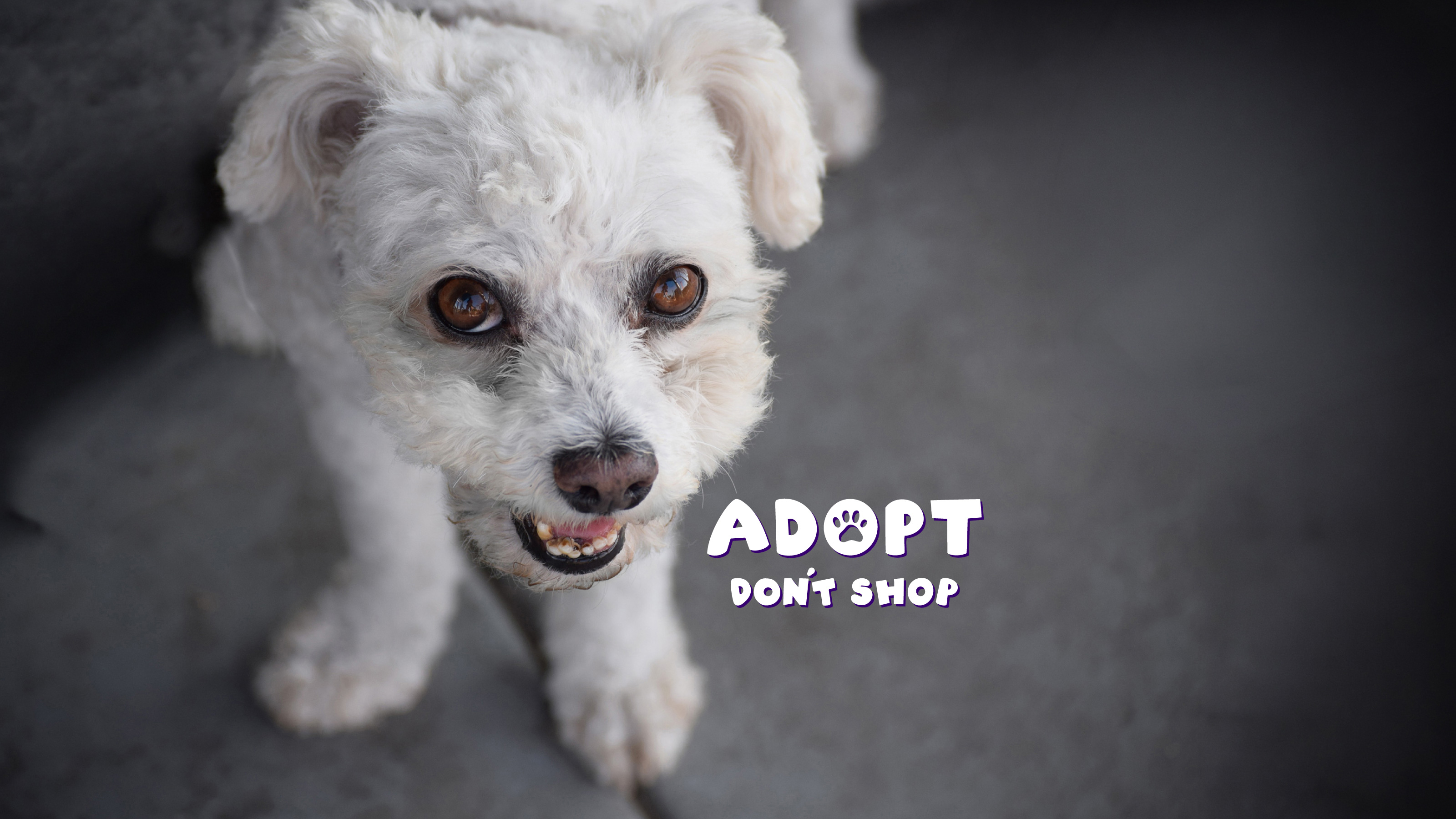 Sparky, a rescued white toy poodle and chihuahua mix, beside the Adopt Don’t Shop campaign logo.
