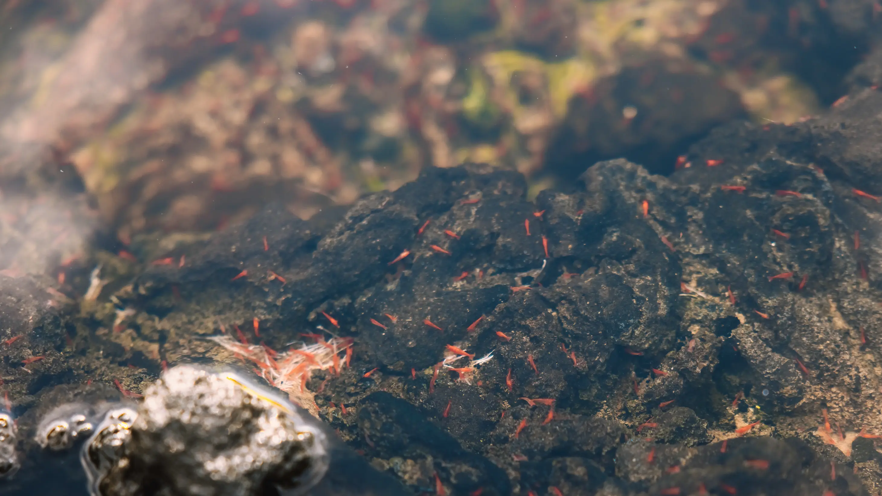 Opae ula in an anchialine pool near Hoʻona, at Keahole Point.