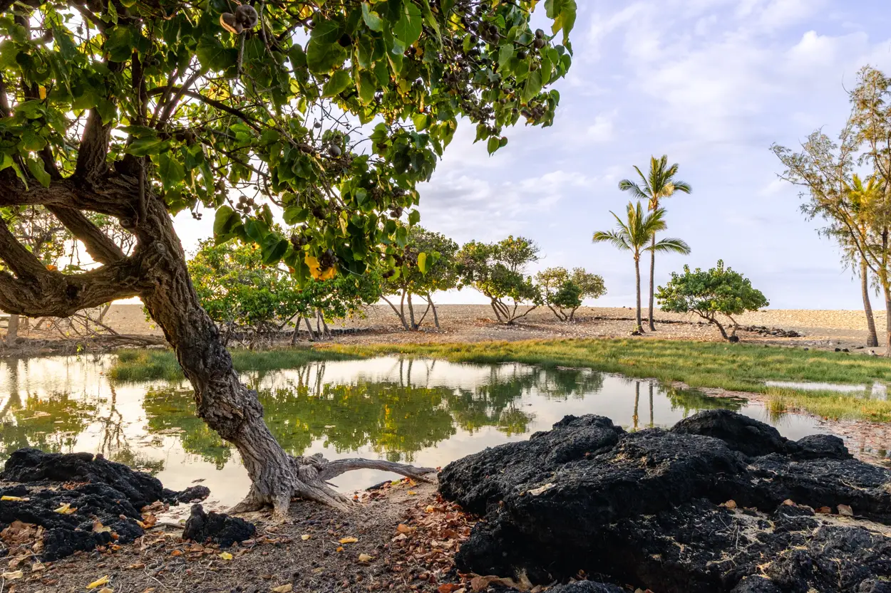 anchialine pool at mahaiʻula
