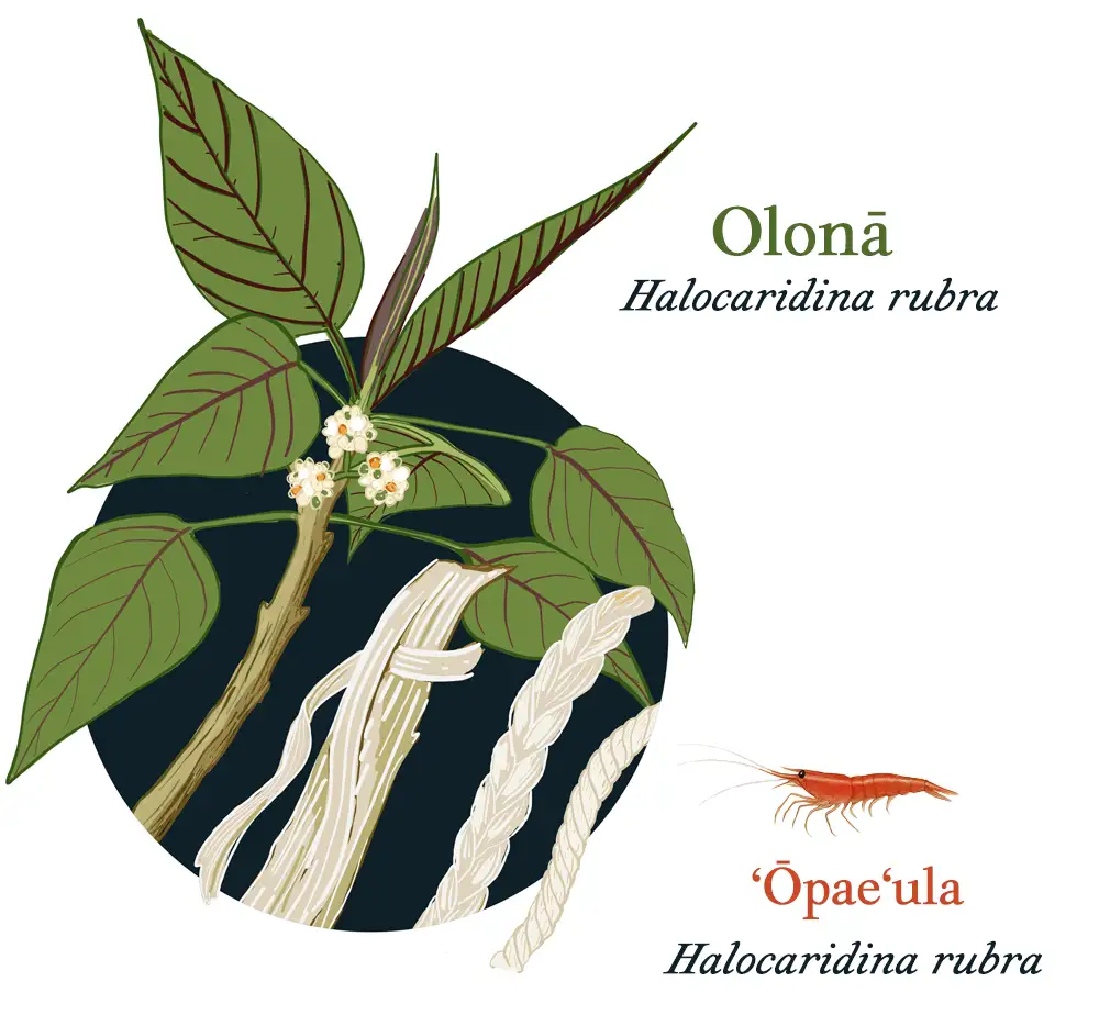 olona and opaeula illustration