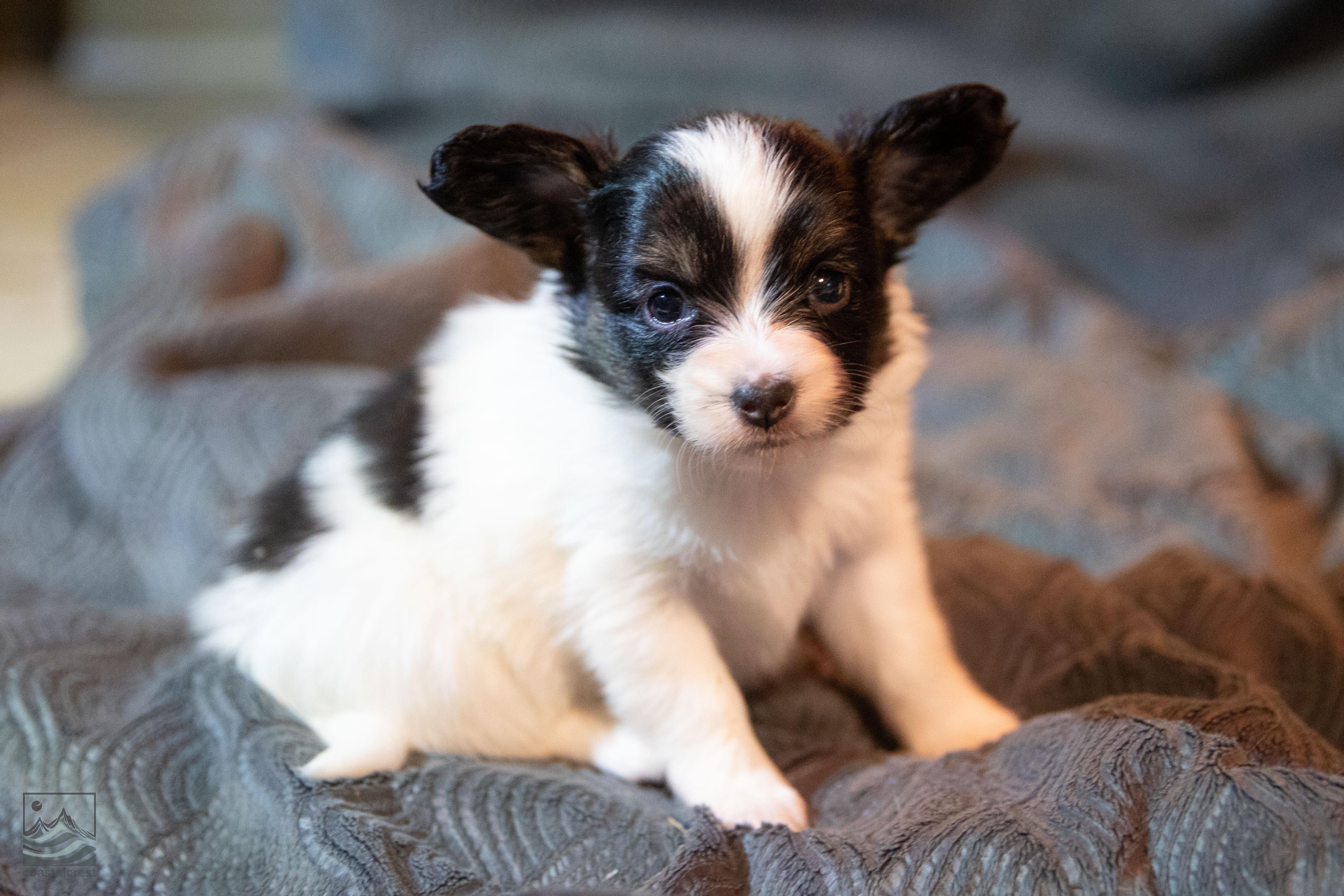 papillon puppy