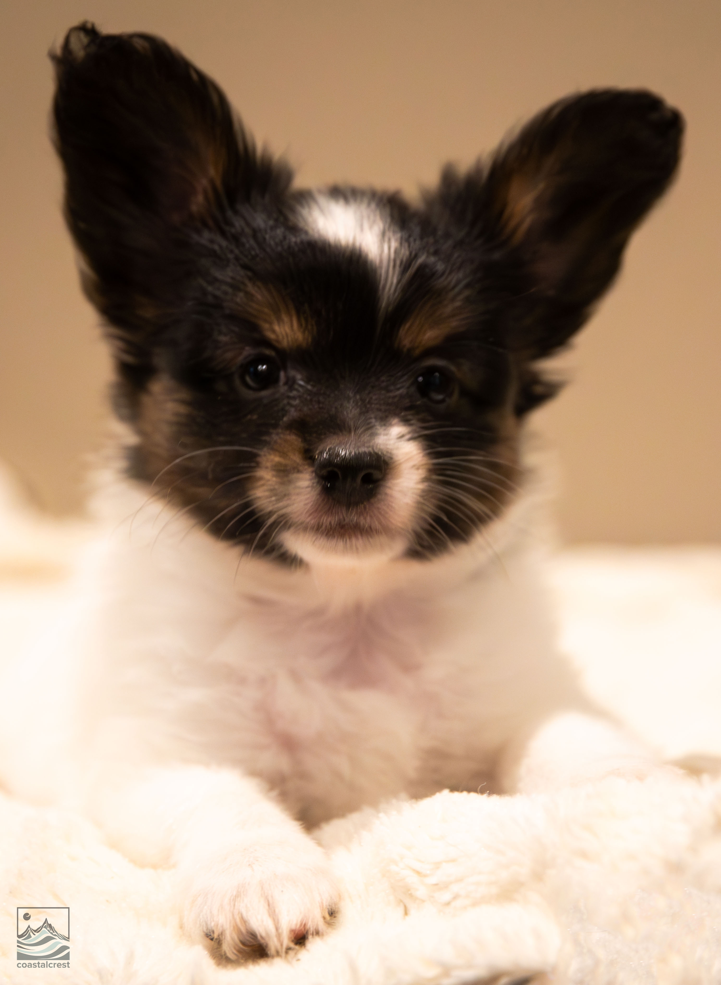 papillon puppy