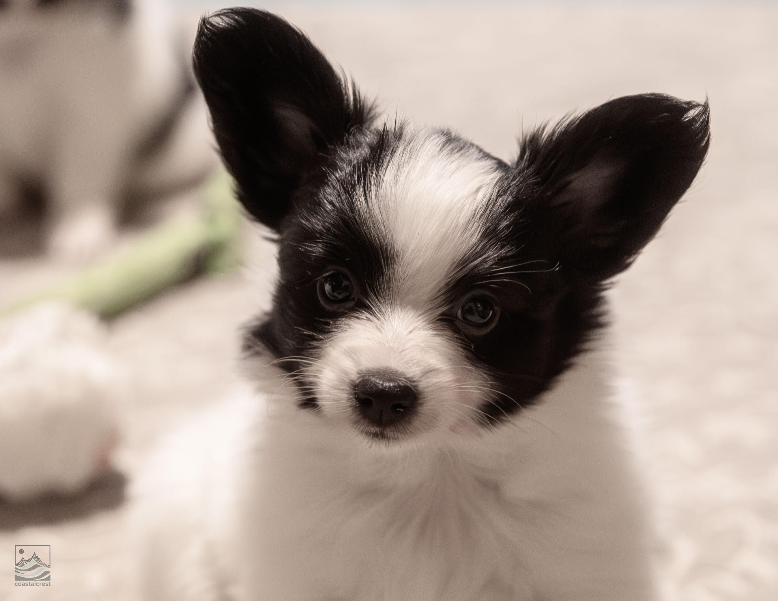 Coastalcrest Papillon puppy