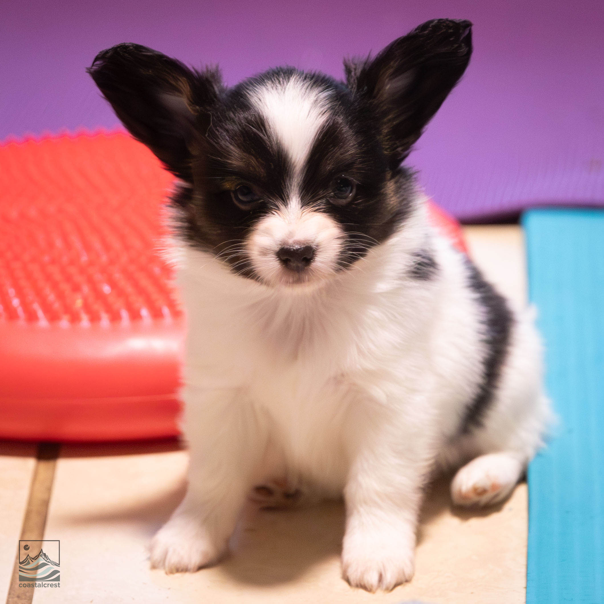 Coastalcrest papillon puppy